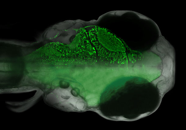 Figure 1: Larval zebrafish expressing a genetically encoded calcium sensor in all neurons...